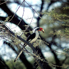 Von Der Decken's hornbill