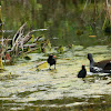 Common Gallinule (with chicks)