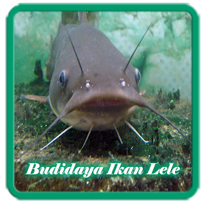 Download Budidaya Ikan Lele For PC Windows and Mac