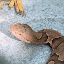 Copperhead snake