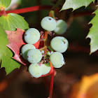 Oregon grape