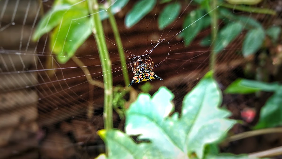 Spiny backed orb-weaver