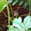 Spiny backed orb-weaver