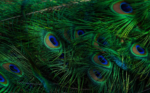 Peacock feathers