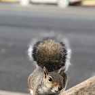 Eastern Gray Squirrel