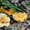 Smooth Chanterelle