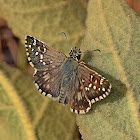 Oberthür's Grizzled Skipper