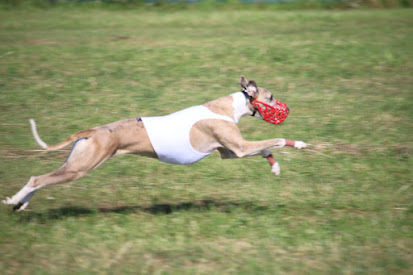 Zdjcie: 14.08.2016 Coursing Ran Nové Sedlo Cabaj-ápor