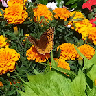 Great Spangled Fritillary