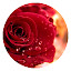 Rose HD Wallpaper New Tab - Qtab