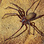 Brown recluse spider