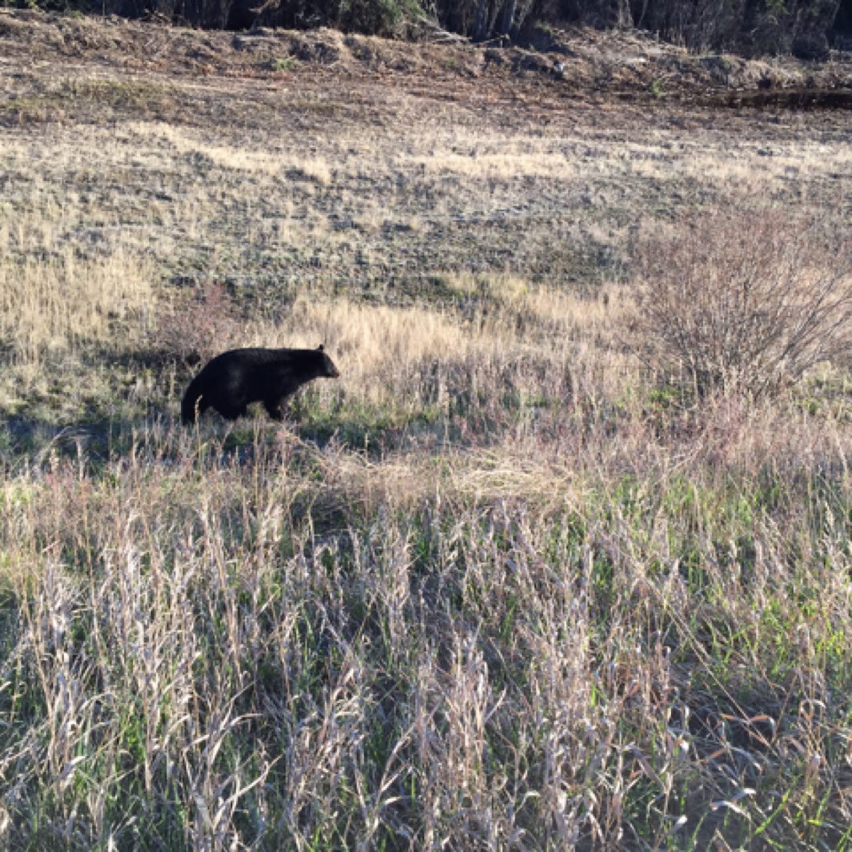 American Black Bear