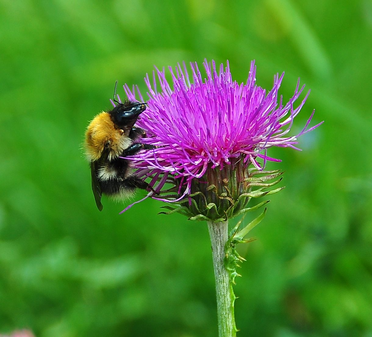 Bombo al lavoro su un fiore di cardo di Paolo_G