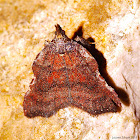 Pyralid Moth