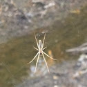 Long-Jawed Orb Weaver