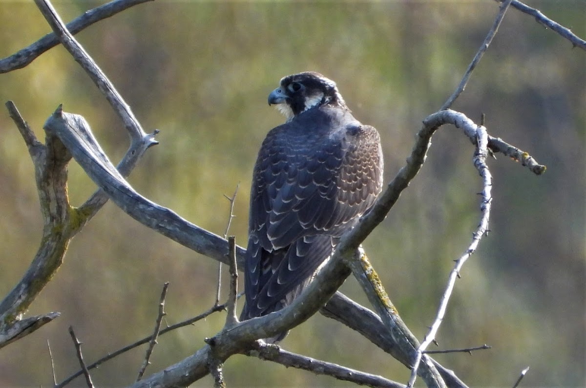 Peregrine falcon