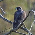 Peregrine falcon