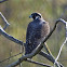 Peregrine falcon