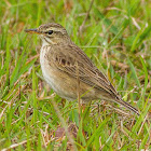 Richard's Pipit