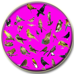 How to mod Canto de pássaros brasileiros completos 1.0 unlimited apk for laptop