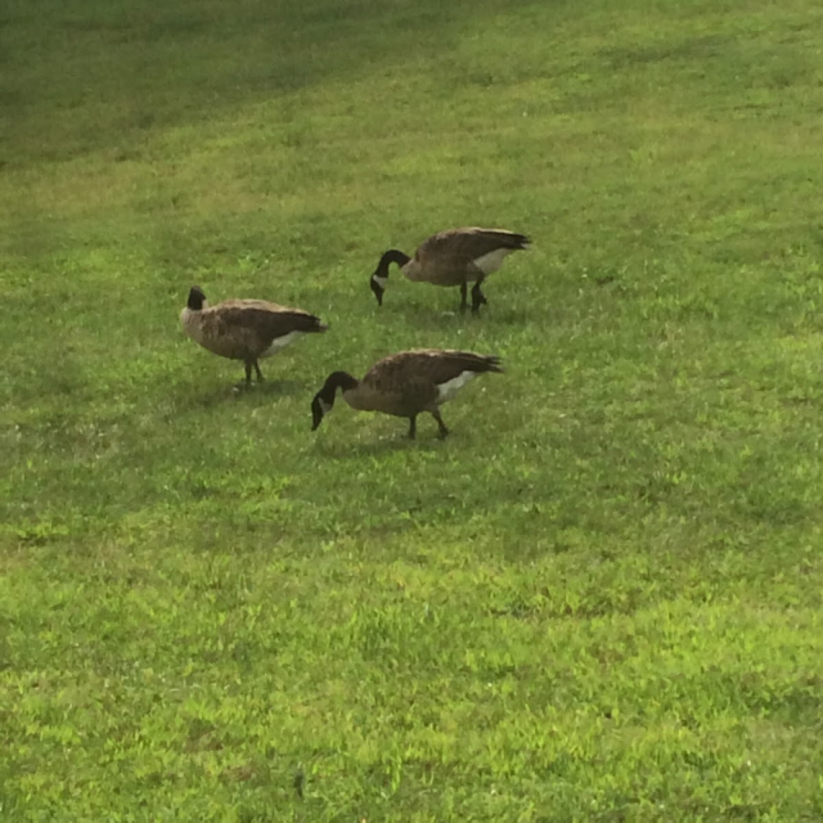 Canada Goose