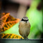 Long-tailed shrike