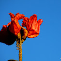 African Tulip Tree