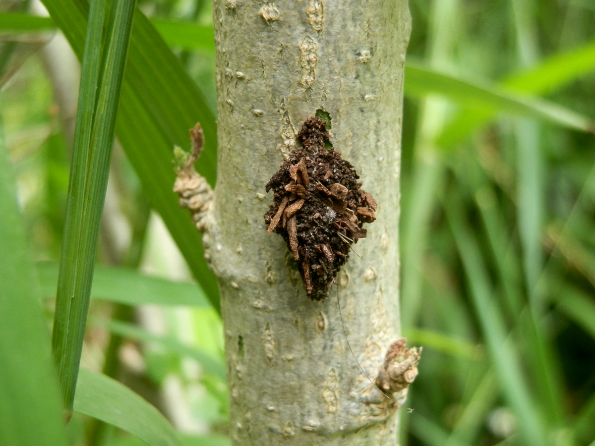 Bagmoth Larva