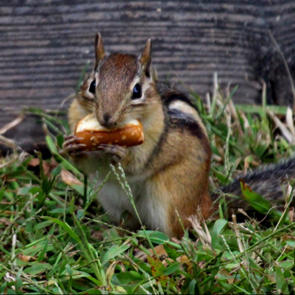 Eastern Chipmunk