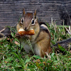 Eastern Chipmunk