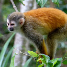 Central American Squirrel monkey