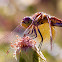 Band Winged Meadowhawk