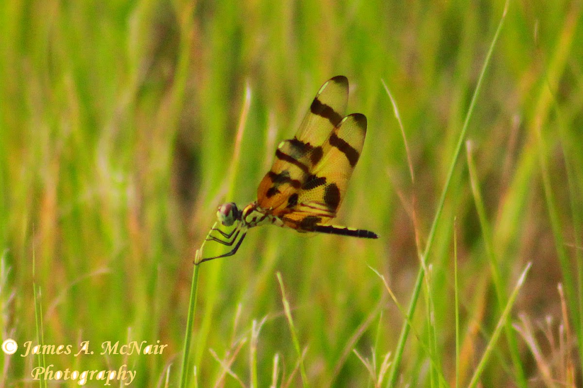 Halloween Pennant Dragonfly