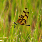 Halloween Pennant Dragonfly