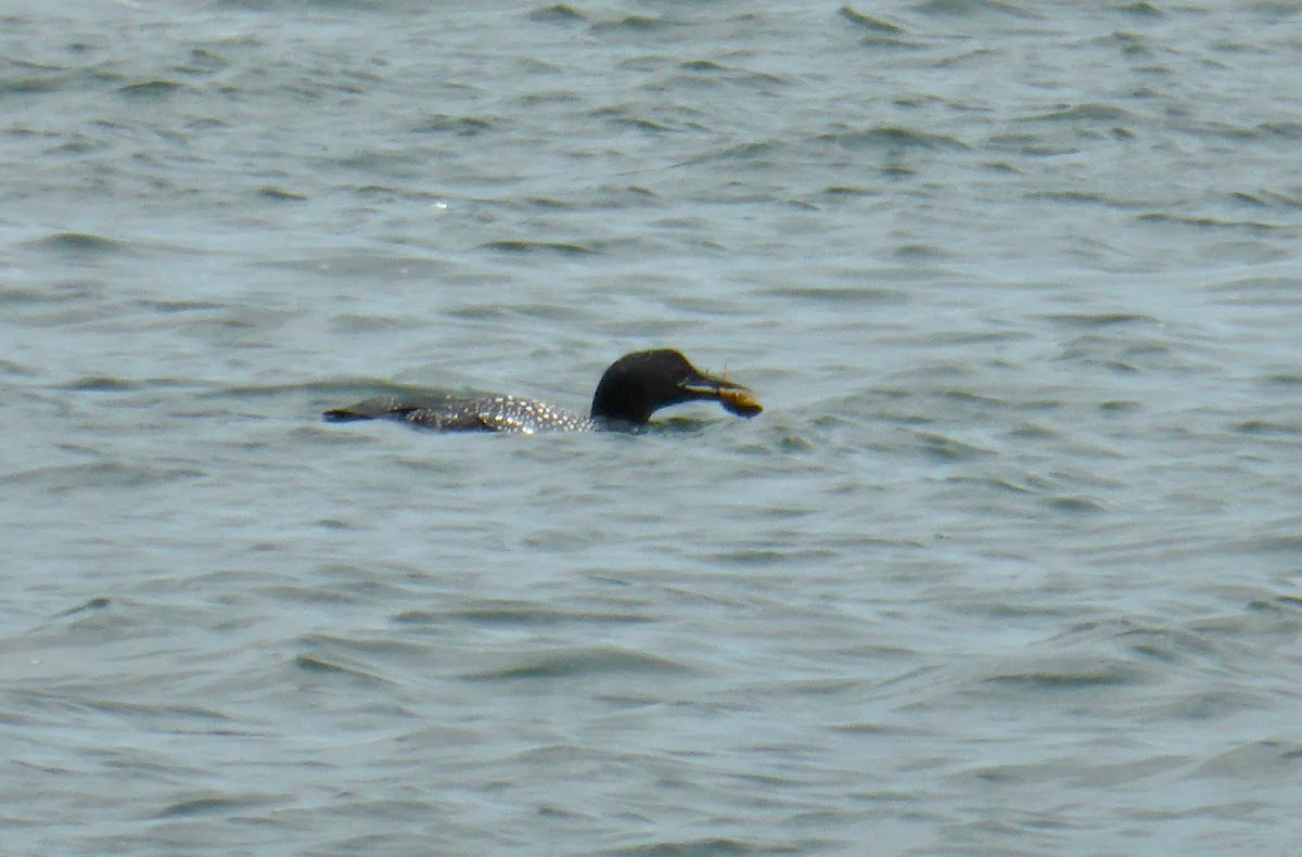 Common Loon