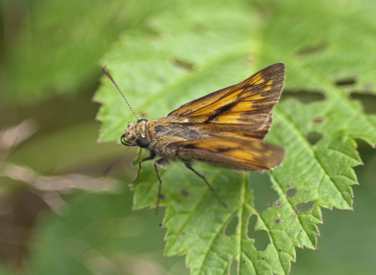 Large skipper