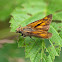 Large skipper