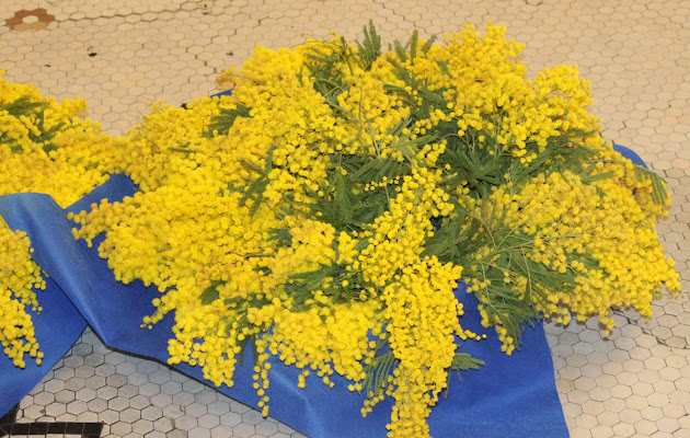 Mimose di Antonio De Felice