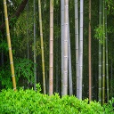 Bamboo Trees Theme Chrome extension download