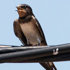 Barn Swallow; Golondrina Común