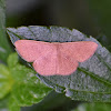 Geometer Moth