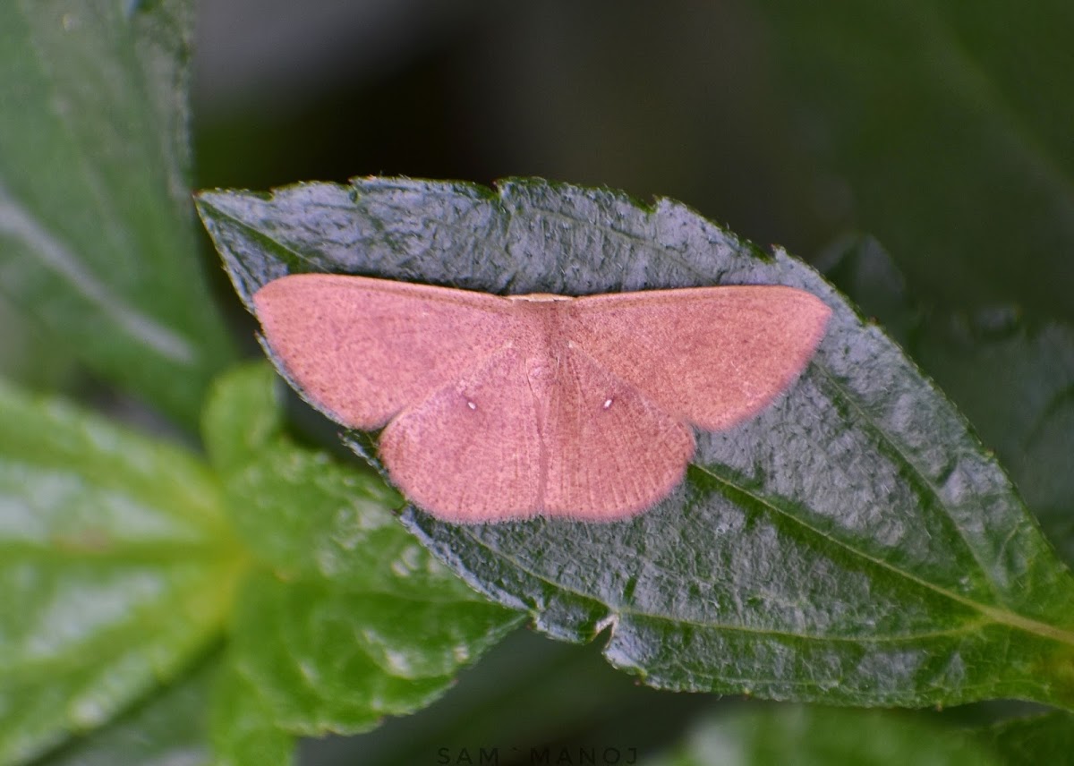 Geometer Moth