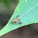 Long-legged Fly