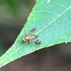 Long-legged Fly