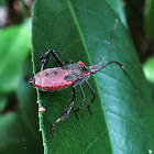 Leaf-footed bug