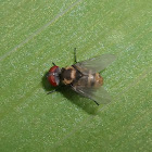 Tachinid fly