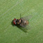 Tachinid fly