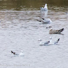 Black-headed Gull