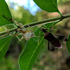 Leaf-Footed Bug