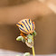 Mediterranean Striped Shield Bug -